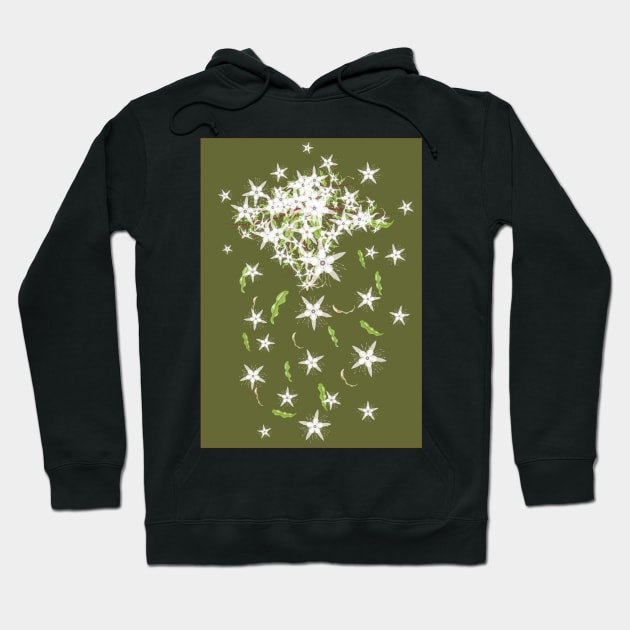 Syzygium anisatum - Flowers and Leaves of the Australian Aniseed Myrtle Tree Hoodie by karenmcfarland13